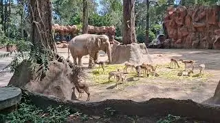 Me Perdí en el Zoológico de Guatemala 🐒… ¡Y Mira lo que encontré🦁🦓 
