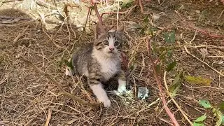 Sweet Kitten living on the street. This cat is very cute and loves to play. 🥰🐈