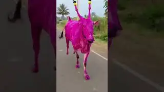 Kamaladinni dali || ಕಿಲ್ಲಾರಿ ಹೋರಿ.... 😍✌ #karnataka #bull #trending #cow #love #like #sucbcribe