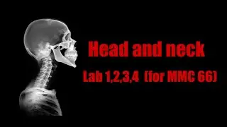Head and neck Lab1,2,3,4  The Skull ( MMC 66 ) 