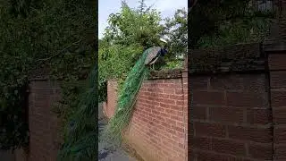 #peacock #kingslynn #norfolk #uk