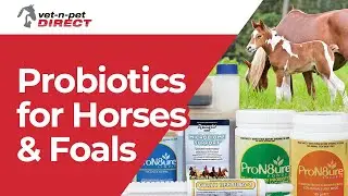 Probiotics for Horses and Foals