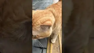 Amazing cute cat in street😊😊 #englandcat #laughcat #catmemes #foryou #wowcats 💕💯😘👍