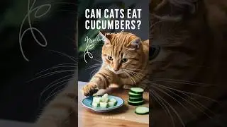 can cats eat cucumbers #cats #cat #kitten @FeedingStreetCats