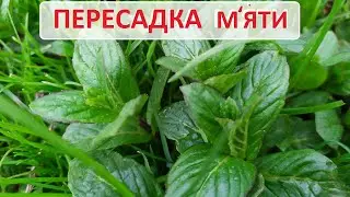 Буде багато м'яти!  Як пересадити та розмножити м'яту