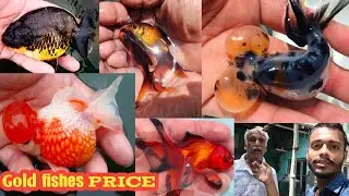 Latest imported Goldfishes name and price | Imported gold fish breeding farm | Fish farming