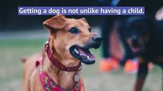 Canine Liability - (855) 534 - 6495 - Dog Bite Quote