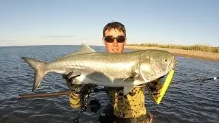 Gator Bluefish on Pencil Poppers 10-15lb. Montauk NY