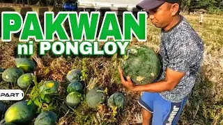 P1 - Pakwan ni Pongloy - EP1685