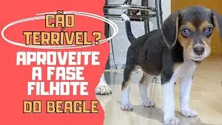 C&atilde;o que n&atilde;o obedece? A personalidade dos beagles depende da fase filhote