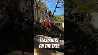 Flasikkits on the tree 🌳 #music #newsong #song #quadrobics @slyltlgnv0