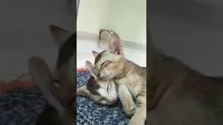 Cute Baby Cats Sleeping Peacefully 😴 | Cutest Kittens Ever 🐱💤