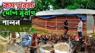 কম খরচে দেশি মুরগি পালনে এখন স্বাবলম্বী খামারি-দেশি মুরগি পালন পদ্ধতি ।। মায়া বাংলা ।। BD Krishi Nur