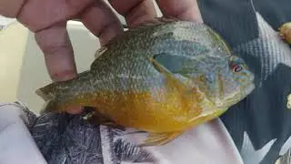 Longear Sunfish Release