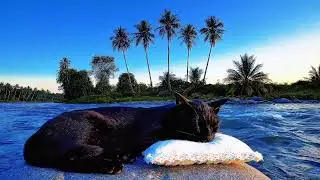 Cat Sleeping by Calm River: Blissful Soundscape for Deep Rest & Stress Relief