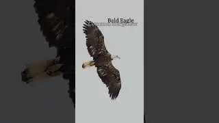 Michigan Nature did not disappoint 🧡🦅 #nature #wildlife #native #bird #photography #purpose