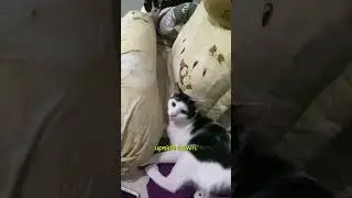 Why Cats Always Land on Their Feet #catshorts #cat #kitten #cutecats #catsofyoutube #pets #funnycats