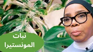أفضل النصائح لعناية نبات المونستيرا في المنزل