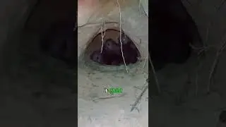 She Stole to Feed Her Cubs&mdash;but Took Another Mom&rsquo;s Baby #animals #wildanimals #wolf #bear #mother