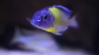 Aulonocara Stuartgranti Undu Reef(Blue neon) Wild 2014.06.17