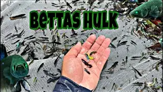 ¿POR QUÉ LAS CRÍAS DE BETTAS CRECEN DISPAREJAS? | Zaca Bettas 