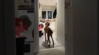 Excited Dog Dances in the Kitchen While Tail Wagging