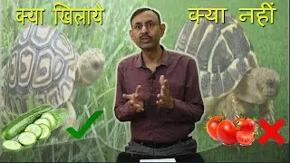 जमीनी कछुओ को क्या खिलाये और क्या ना खिलाये || Dr Nagender Yadav