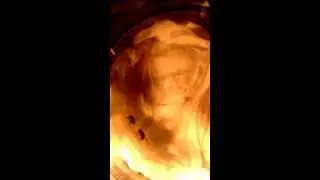 Fruit fly mating behavior