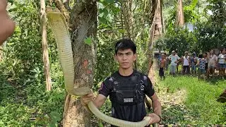 KING COBRA SA CLASSROOM NG MGA BATA