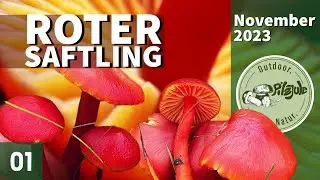 Sensationeller Erstfund! | Kirschroter Saftling | Pilze im November 2023 | EP01