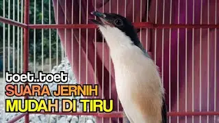 Pancingan Cendet Gacor Di Pagi Hari Toet toet Suara Jernih Mudah Di Tirukan Cendet Lain Langsung On