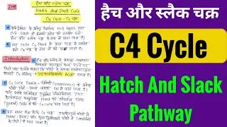 C4 Cycle In Hindi || Hatch and slack Pathway || हैच स्लैक चक्र ||  Photosynthesis Dark reaction