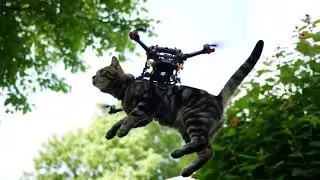 🐈🚁Tabby Cat Drone Flight