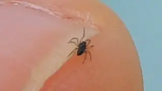 Miniaturn&iacute; pavouk / Tiny Spider (Plachetnatkovit&iacute; - Linyphiidae ?)