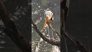 Painted stork