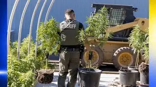 Police bust Shady Cove black-market grow site at former school