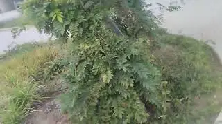 Глициниите в Русе на кръговото!