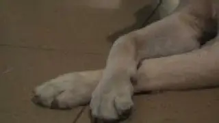 Dogs retired from customs service