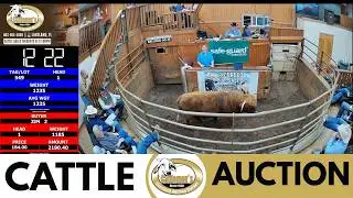 Central Florida Cattle Auction LIVE | Cattlemen&rsquo;s Livestock Market | Feb 3, 2026