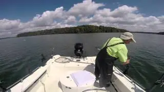 Tadpole Stripers