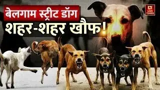 Stray Dogs Case : बेलगाम स्ट्रीट डॉग शहर-शहर खौफ ! Breaking News। Top News। Dog Bite News