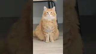 I hope this clarifies things 😂 #cute #animals #cat #pets #cutecat #funny #petvideos #cuteanimals