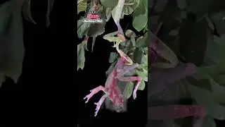 Have you ever witnessed a praying mantis taking down a frog much larger than itself?