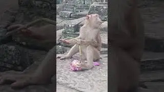 eating flowers 🌹#monkey #funny #animals #cute