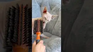 Cheek scratches = instant purr mode 🐾 #cats_luna_mars #catthings #catbrush #hairlesscats #sphynxcat