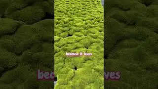 The Groundcover You CAN&rsquo;T Get Enough Of.
