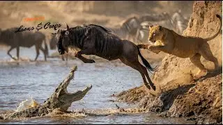 TRAPPED: Lions Behind, Crocs Ahead | The Ultimate Death Trap