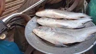 FRESH KANGHA AND FRESH BOE AND FRESH SINGHADA 