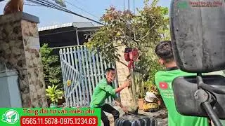 Nh&atilde;n long t&iacute;m lỡ lớn đang tr&aacute;i trồng khu s&acirc;n vườn cho chủ đầu tư