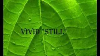 Vivid - Still